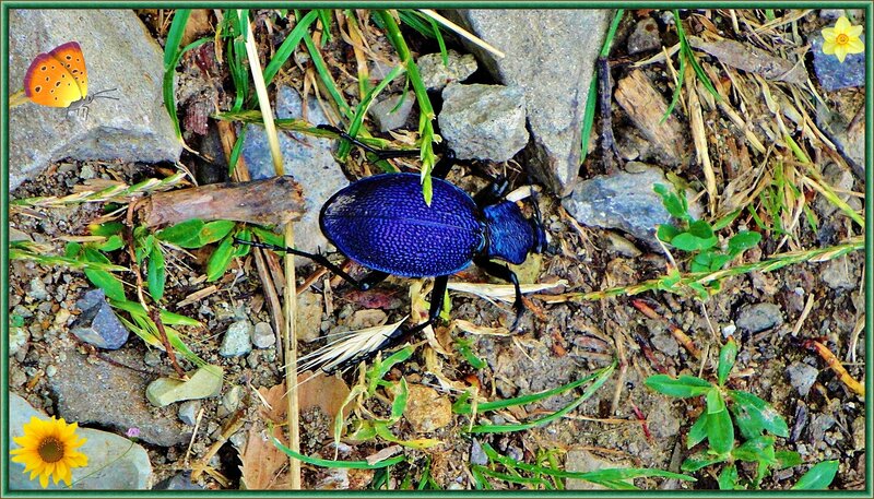 Blue Beetle on Ground — Natural