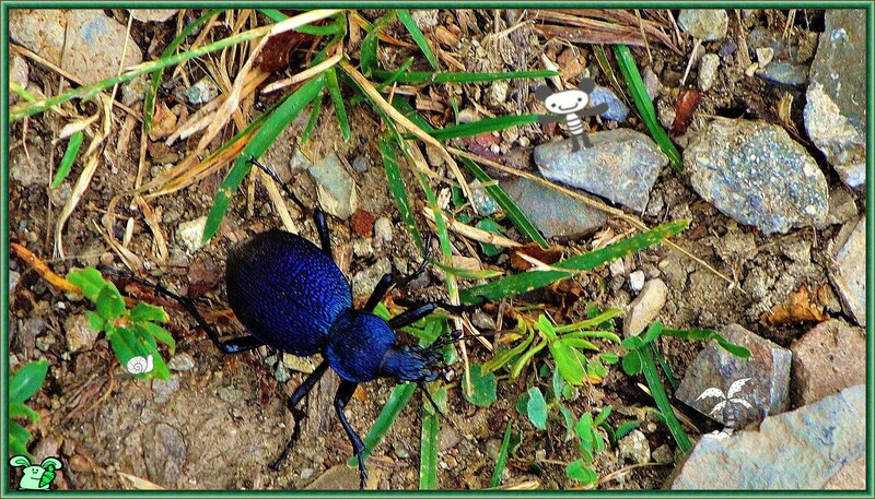 Blue Beetle on Ground