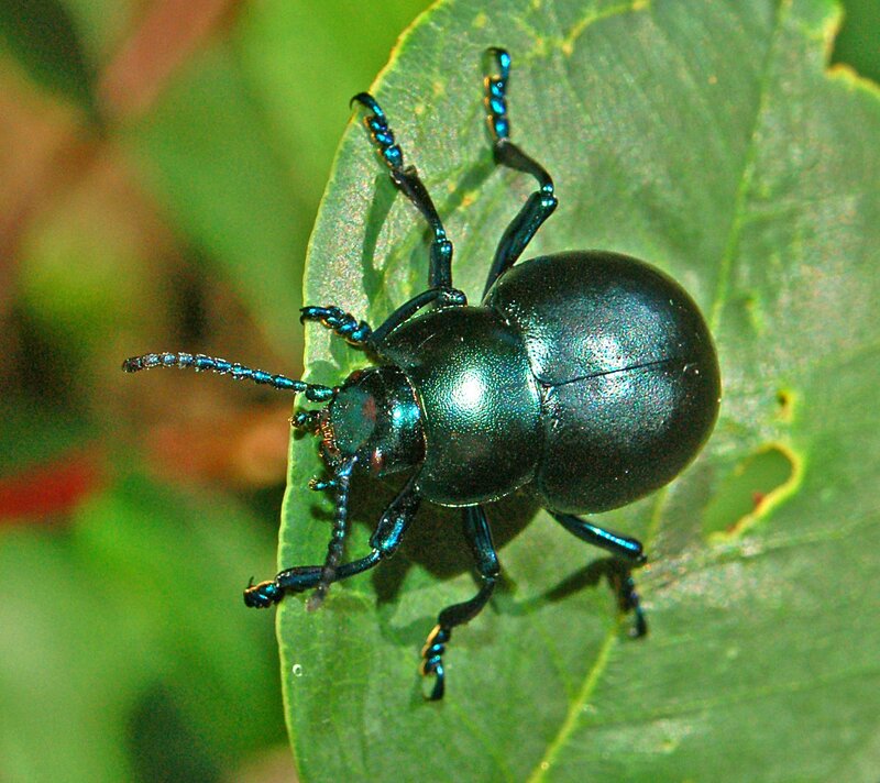 Blue Beetle on Leaf — Green, Natural, Afternoon