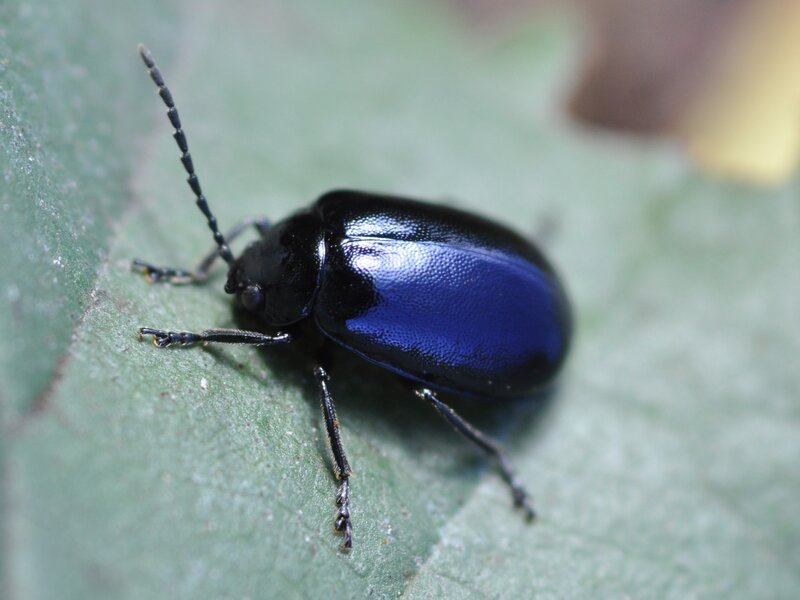 Blue Beetle on Leaf — Natural, Photograph