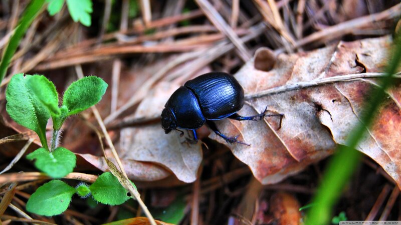 Blue Beetle on Leaf — Natural
