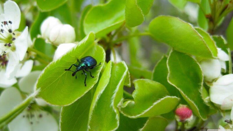 Blue Beetle on Leaf