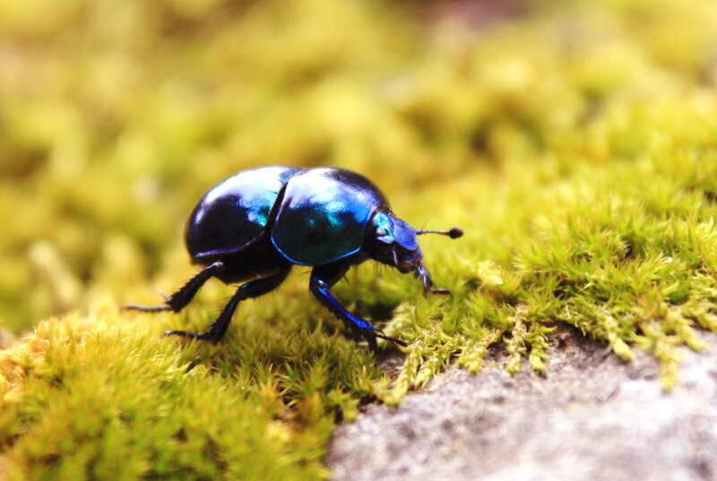 Blue Beetle on Moss — Natural