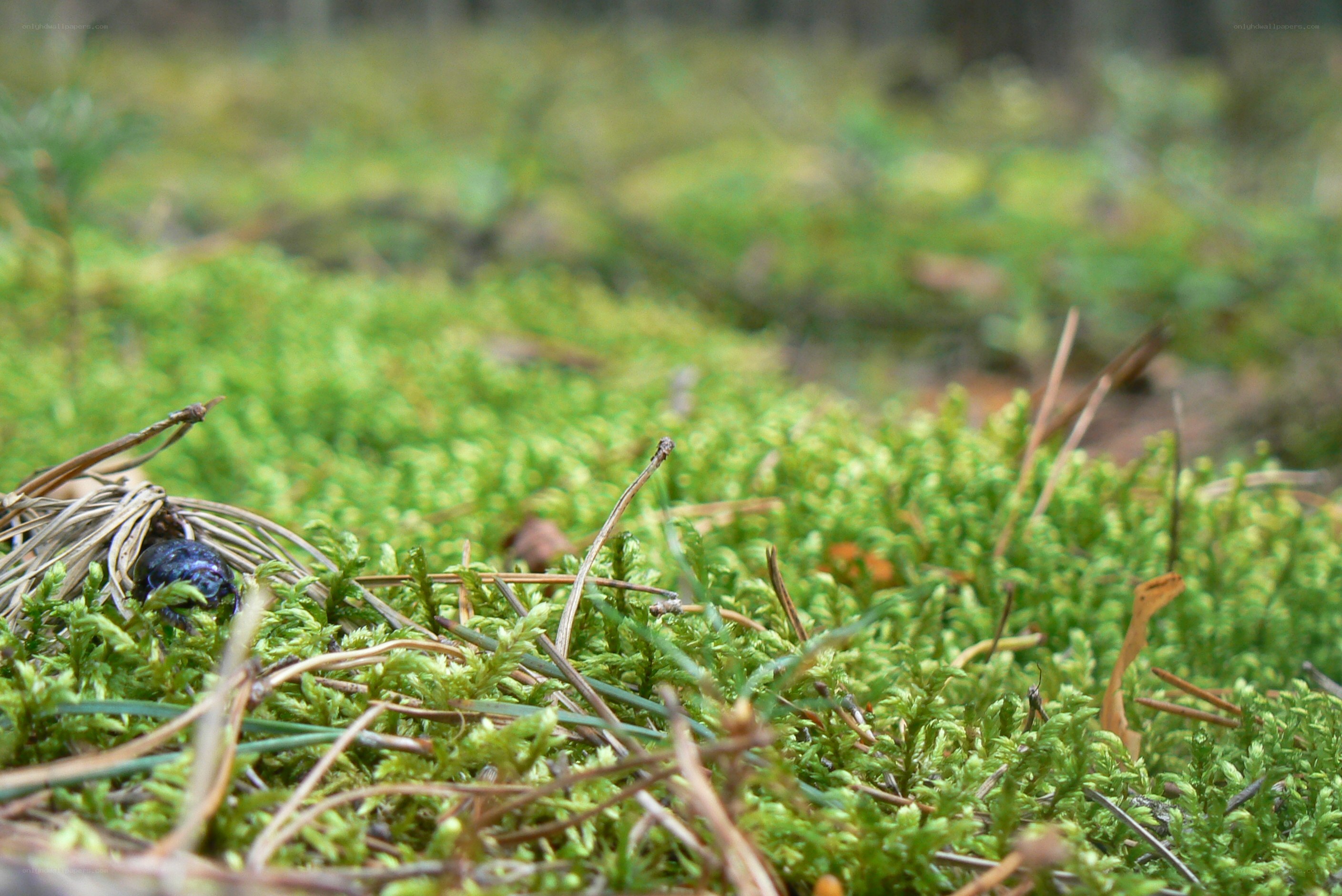 blue beetle on moss