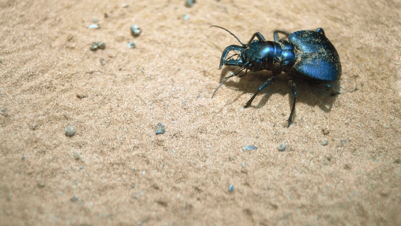 blue beetle on sandy ground