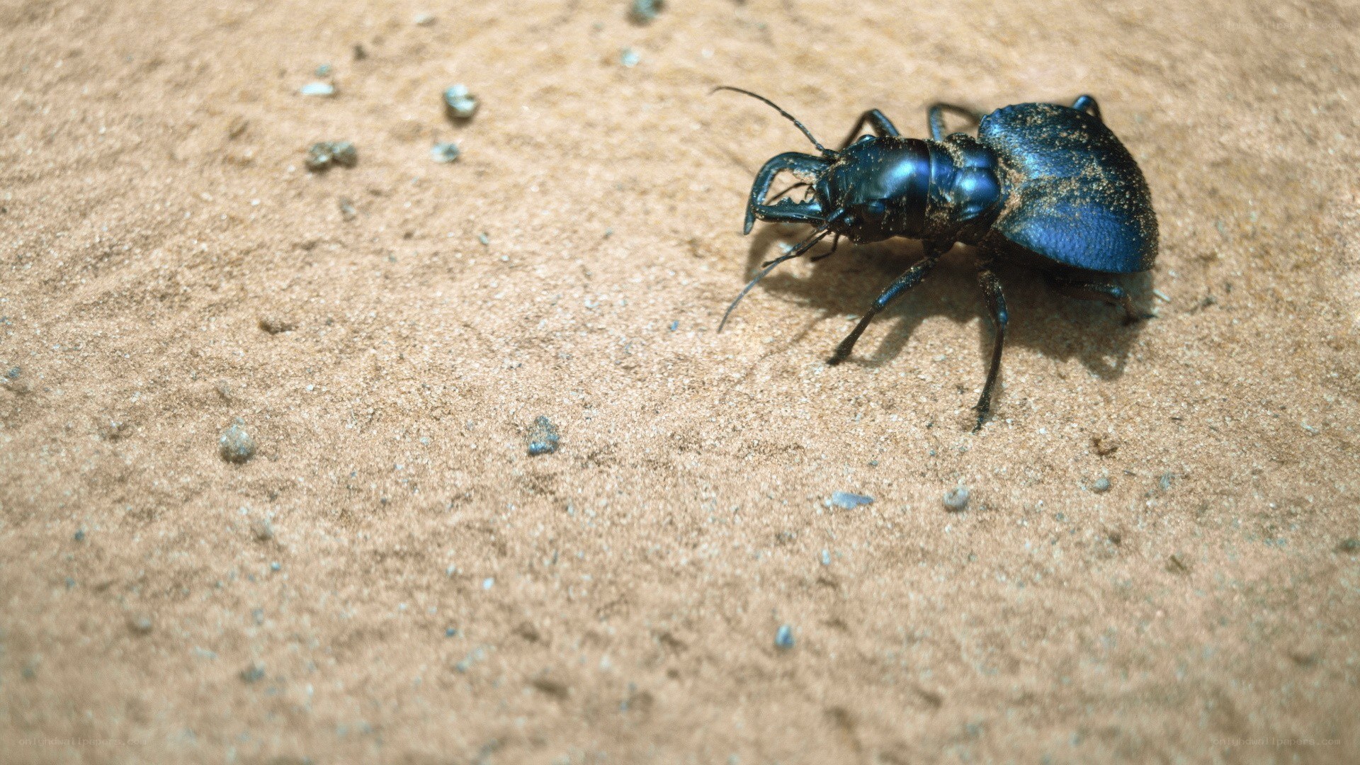 blue beetle on sandy ground