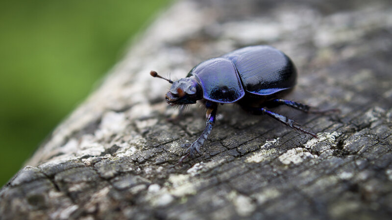 Blue Beetle on Wood — Black