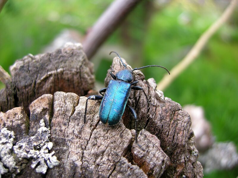 blue beetle on wood