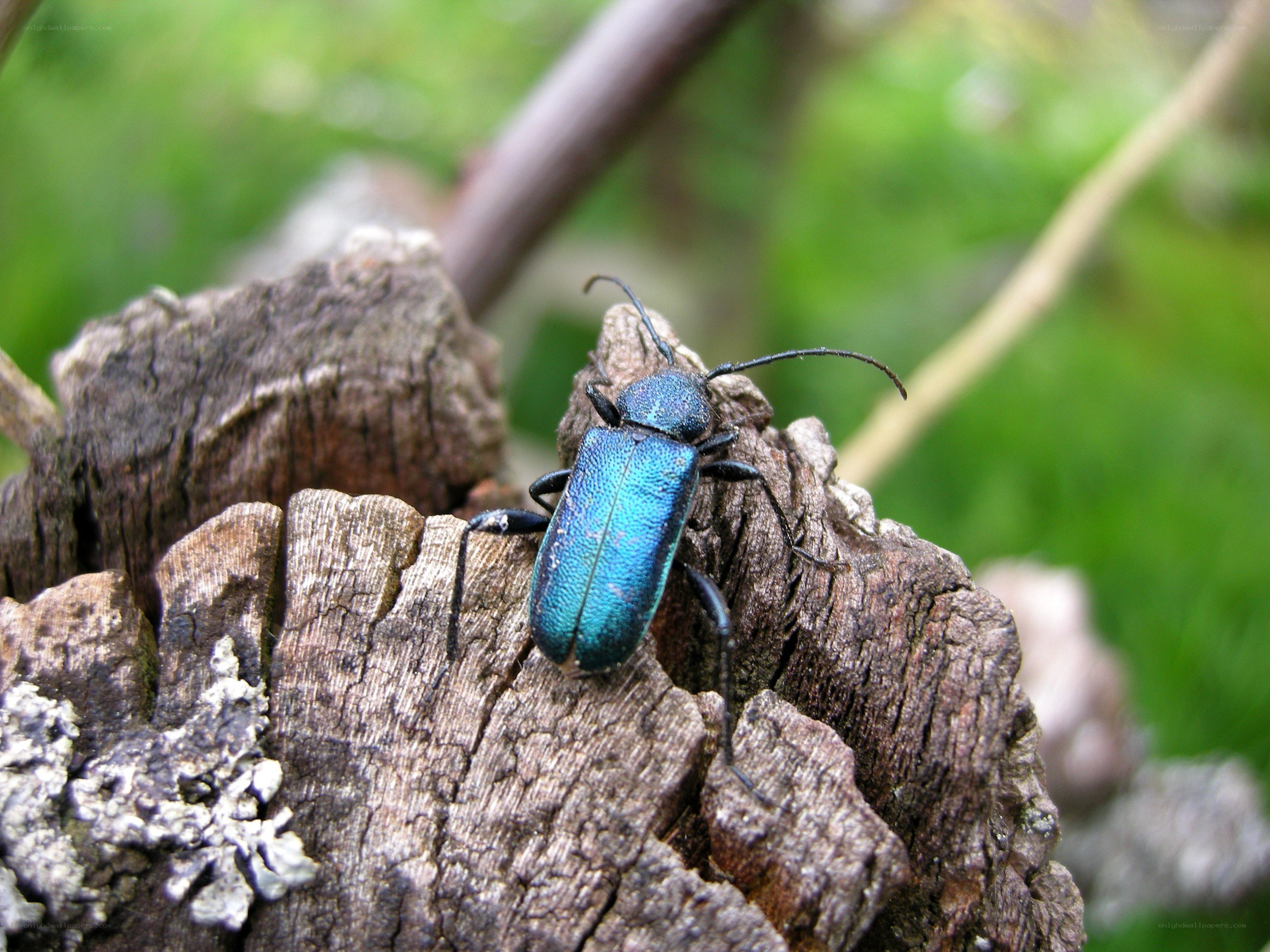 blue beetle on wood