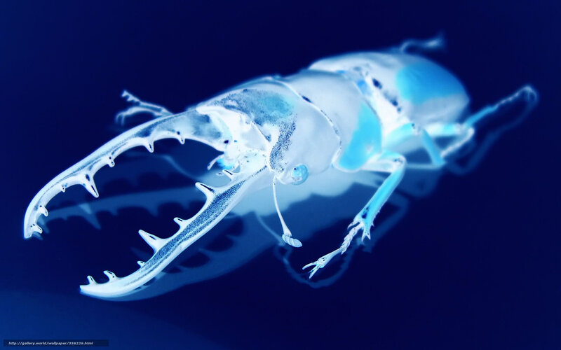 Blue Beetle Under Light