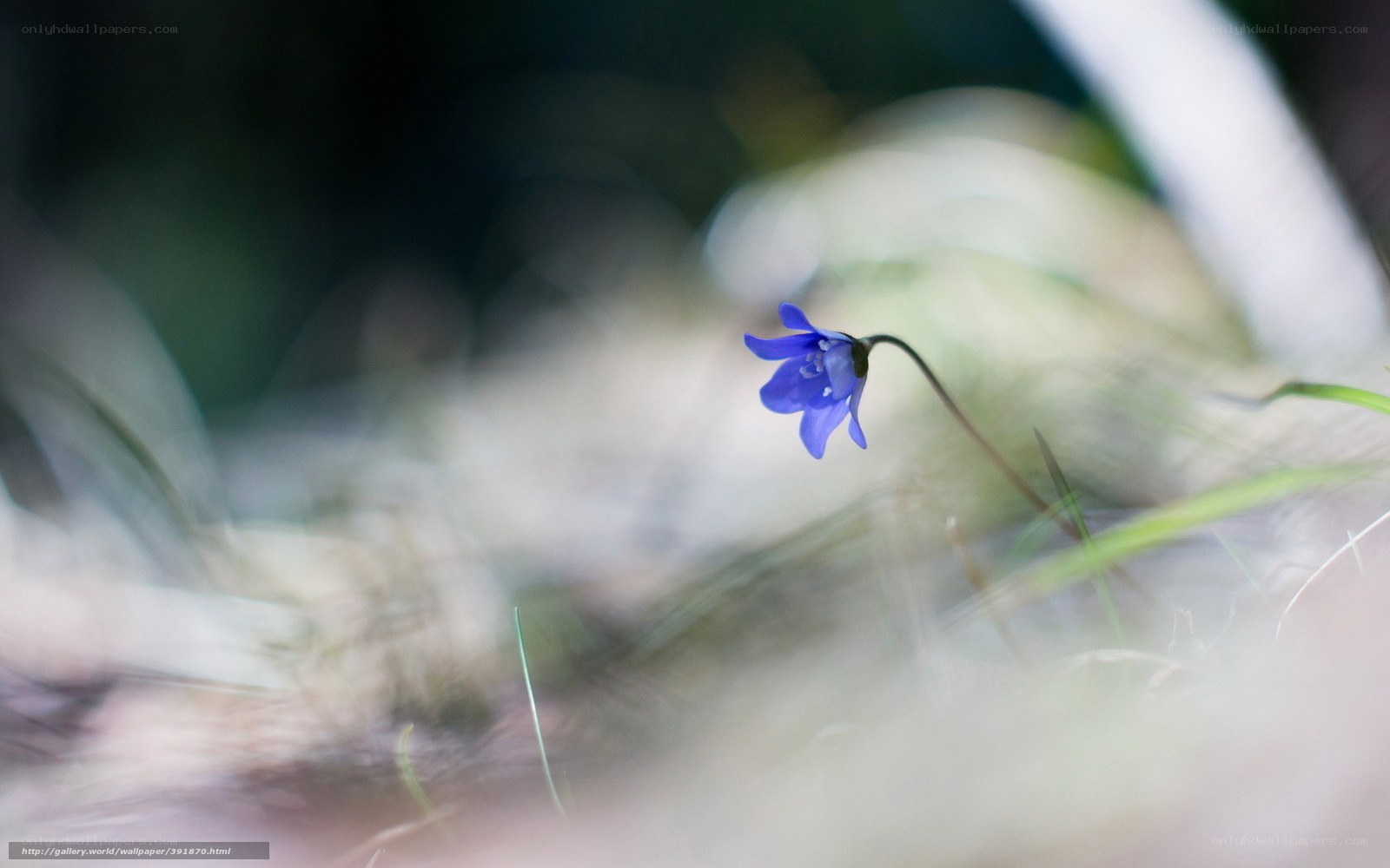 Blue bell flower in forest