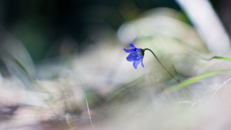 Blue Bell Flower