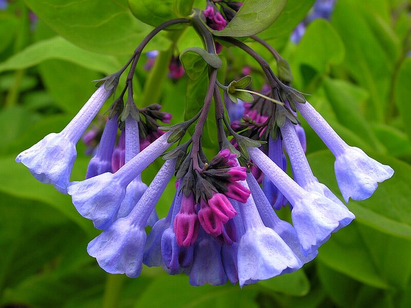 Blue Bell Flowers — Calm, Spring