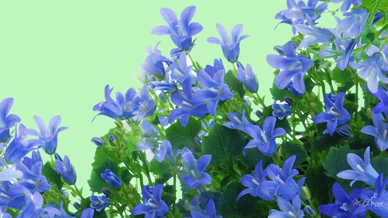 Blue Bell Flowers — Calm