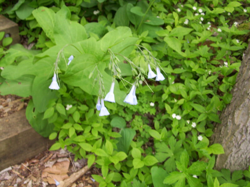 Blue Bell Flowers — Green