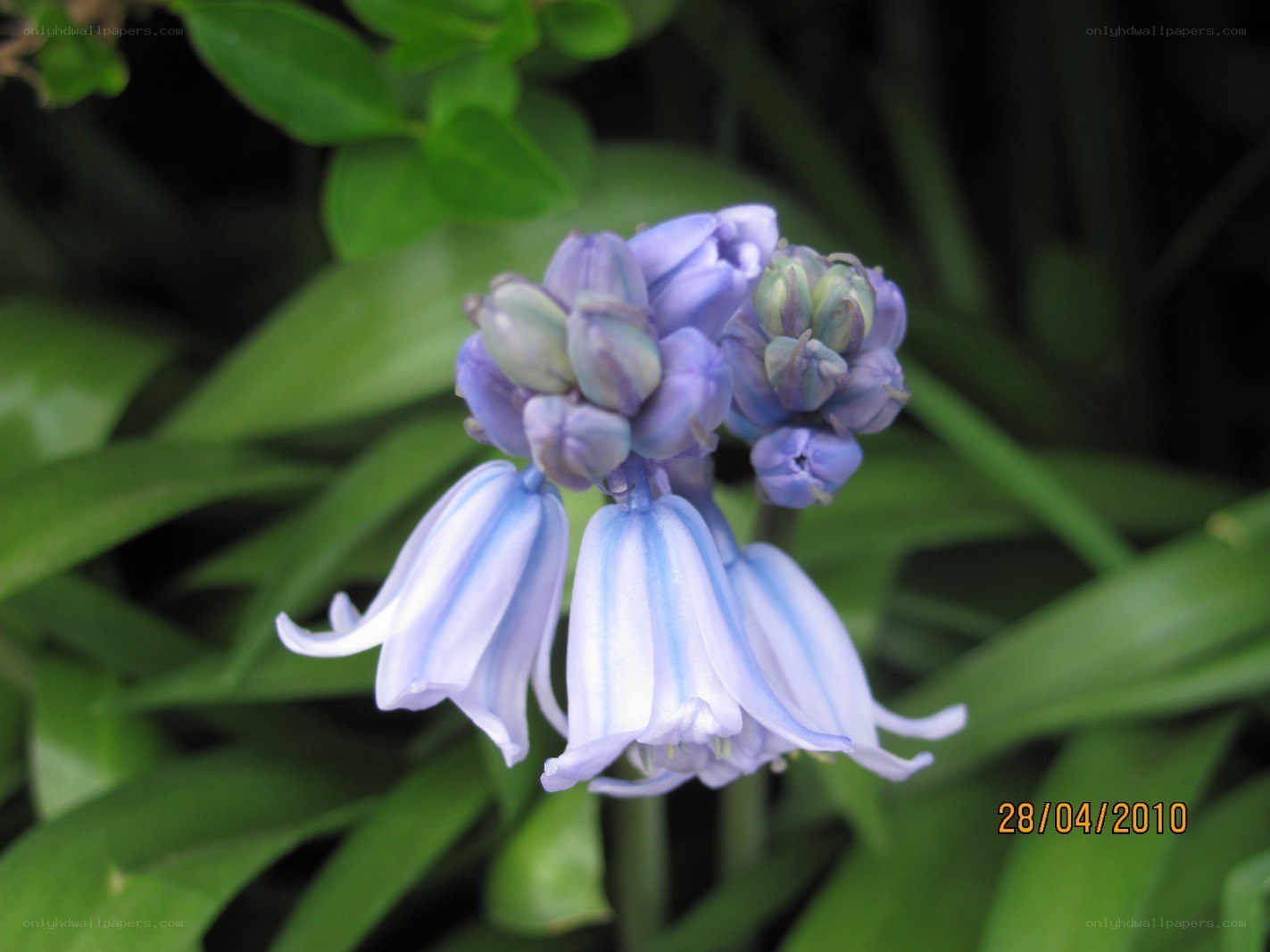 blue bell flowers in bloom