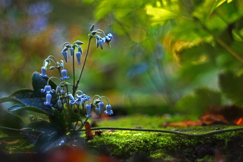 Blue Bell Flowers in Forest