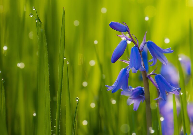 Blue Bell Flowers in Grass — Serene