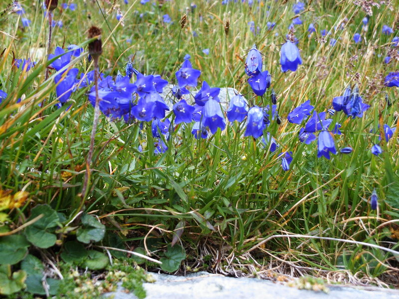 Blue Bell Flowers in Grass