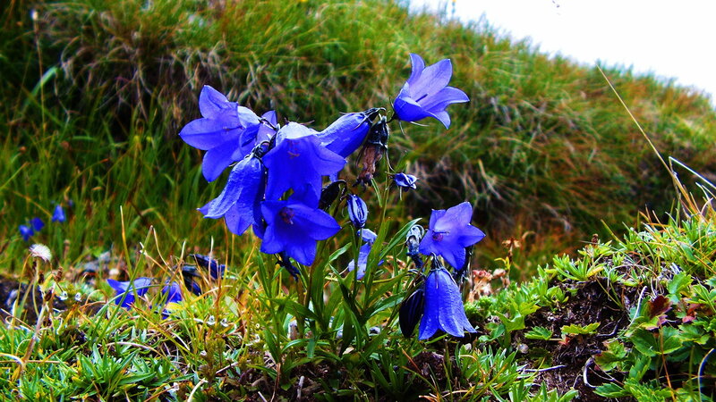 Blue Bell Flowers — Natural