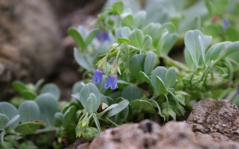 blue bell flowers on rocks