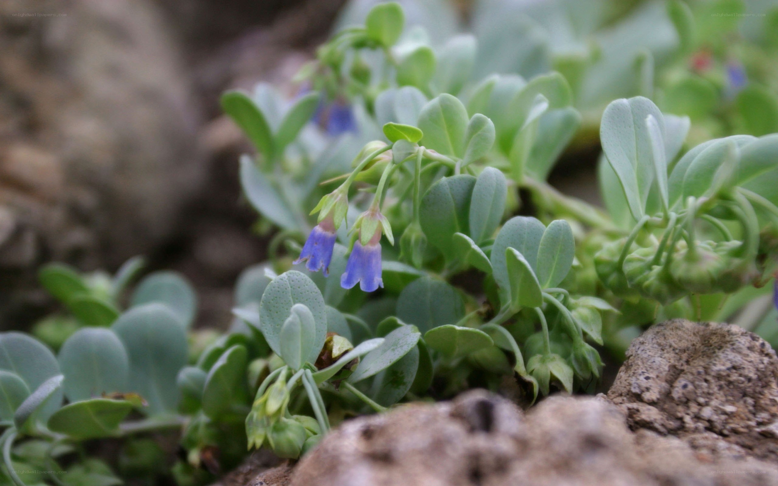 blue bell flowers on rocks