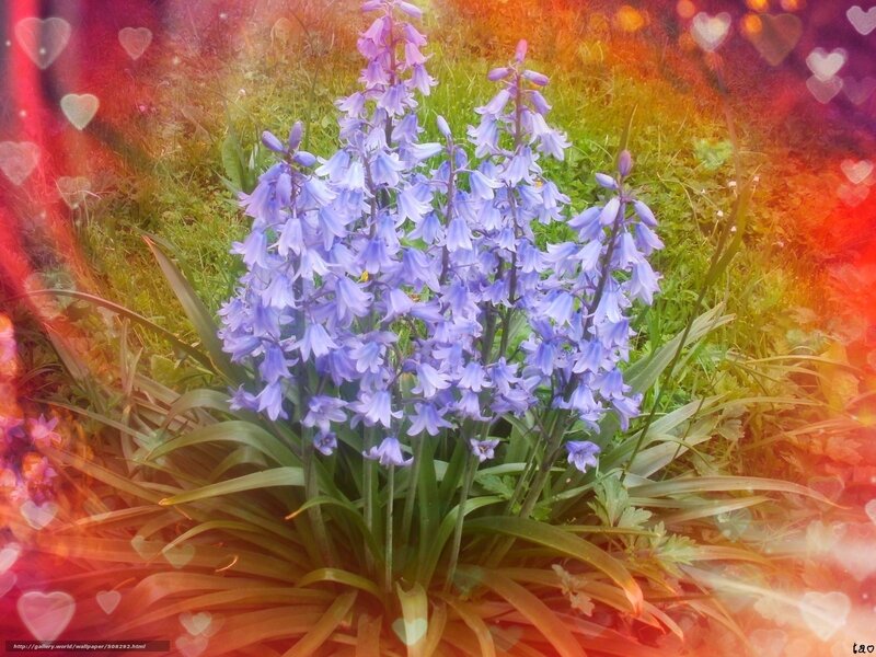 Blue Bell Flowers — Purple, Dreamy