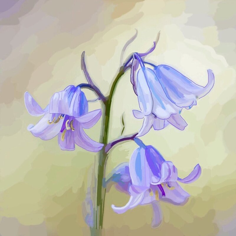 Blue Bell Flowers — Purple, Serene