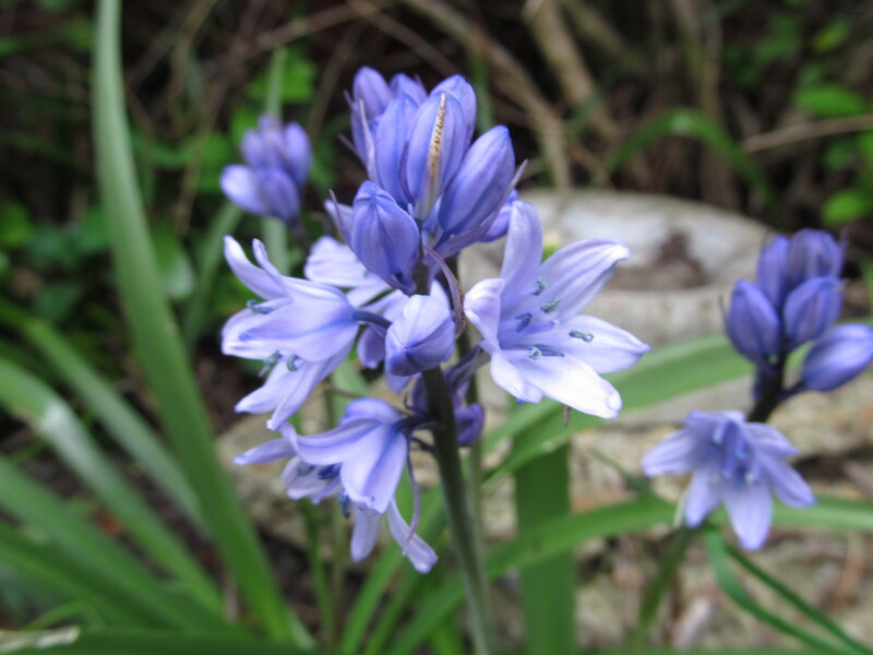 Blue Bell Flowers — Purple