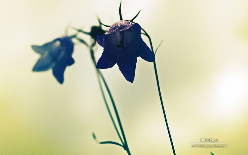 Blue Bell Flowers — Serene, Afternoon
