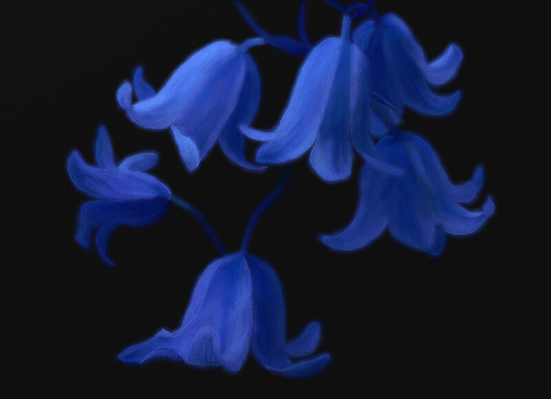 Blue Bell Flowers — Serene, Night, Digital Art, Stems