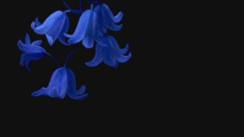 Blue Bell Flowers — Serene, Night