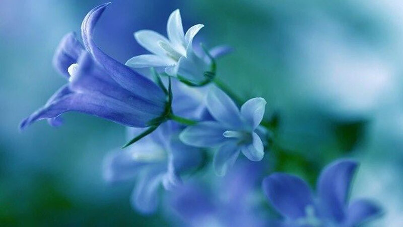 Blue Bell Flowers — Serene, Photograph, Bloom
