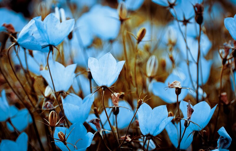 Blue Bell Flowers — Serene, Photograph, Buds