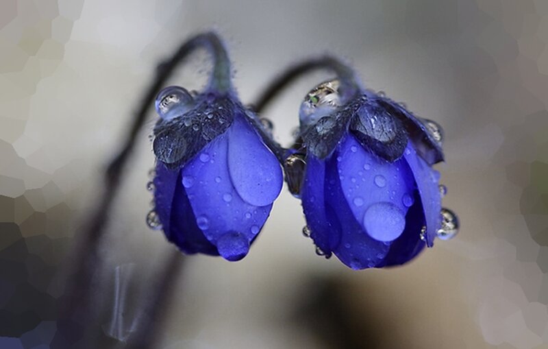 Blue Bell Flowers — Serene, Photograph