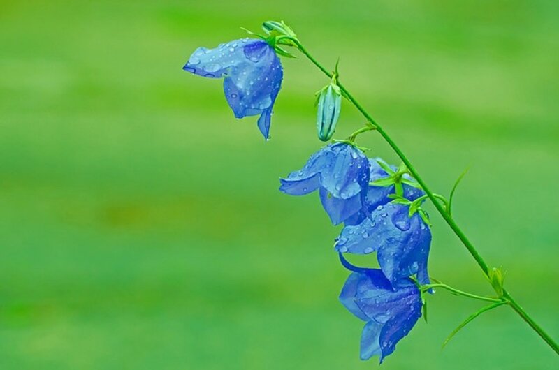 Blue Bell Flowers — Serene, Spring, Photograph, Flower