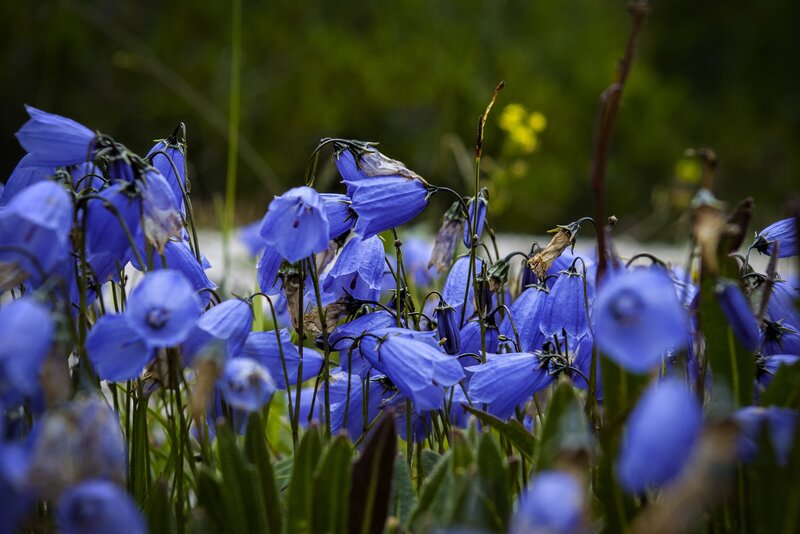 Blue Bell Flowers — Serene, Spring, Photograph, Green Grass