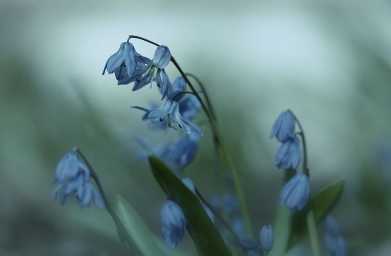 Blue Bell Flowers — Serene, Spring, Photograph, Leaves