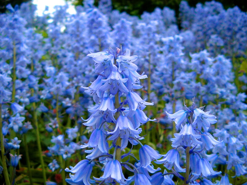 Blue Bell Flowers — Serene, Spring, Photograph
