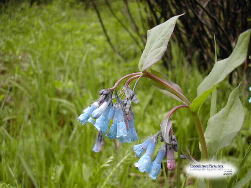 Blue Bell Flowers — Serene, Spring
