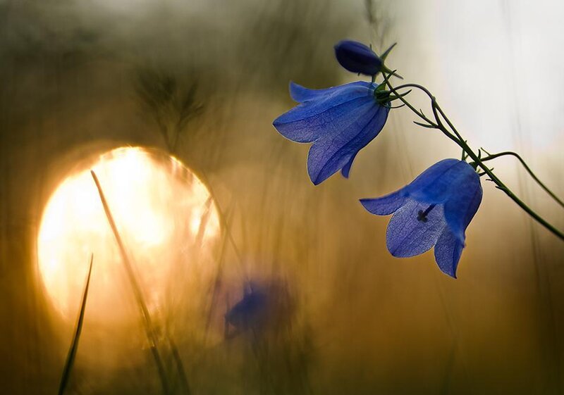 Blue Bell Flowers — Serene