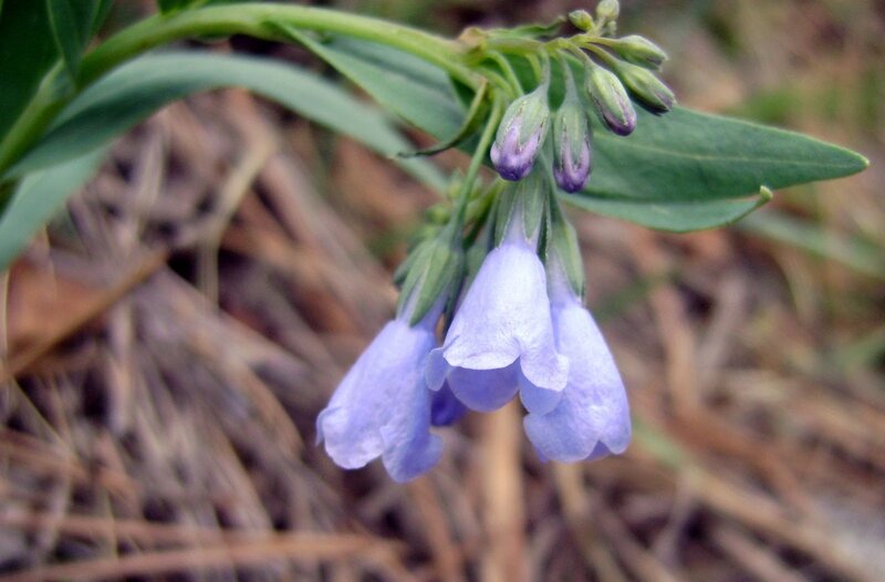 Blue Bell-shaped Flowers — Purple