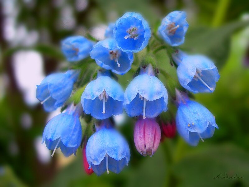 Blue Bell-shaped Flowers