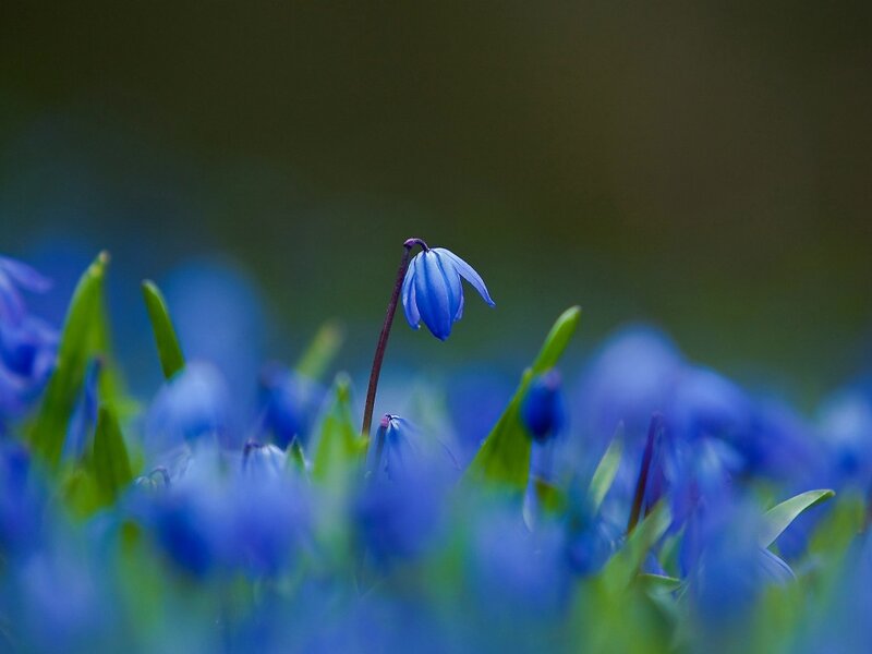 Blue Bellflower in Field