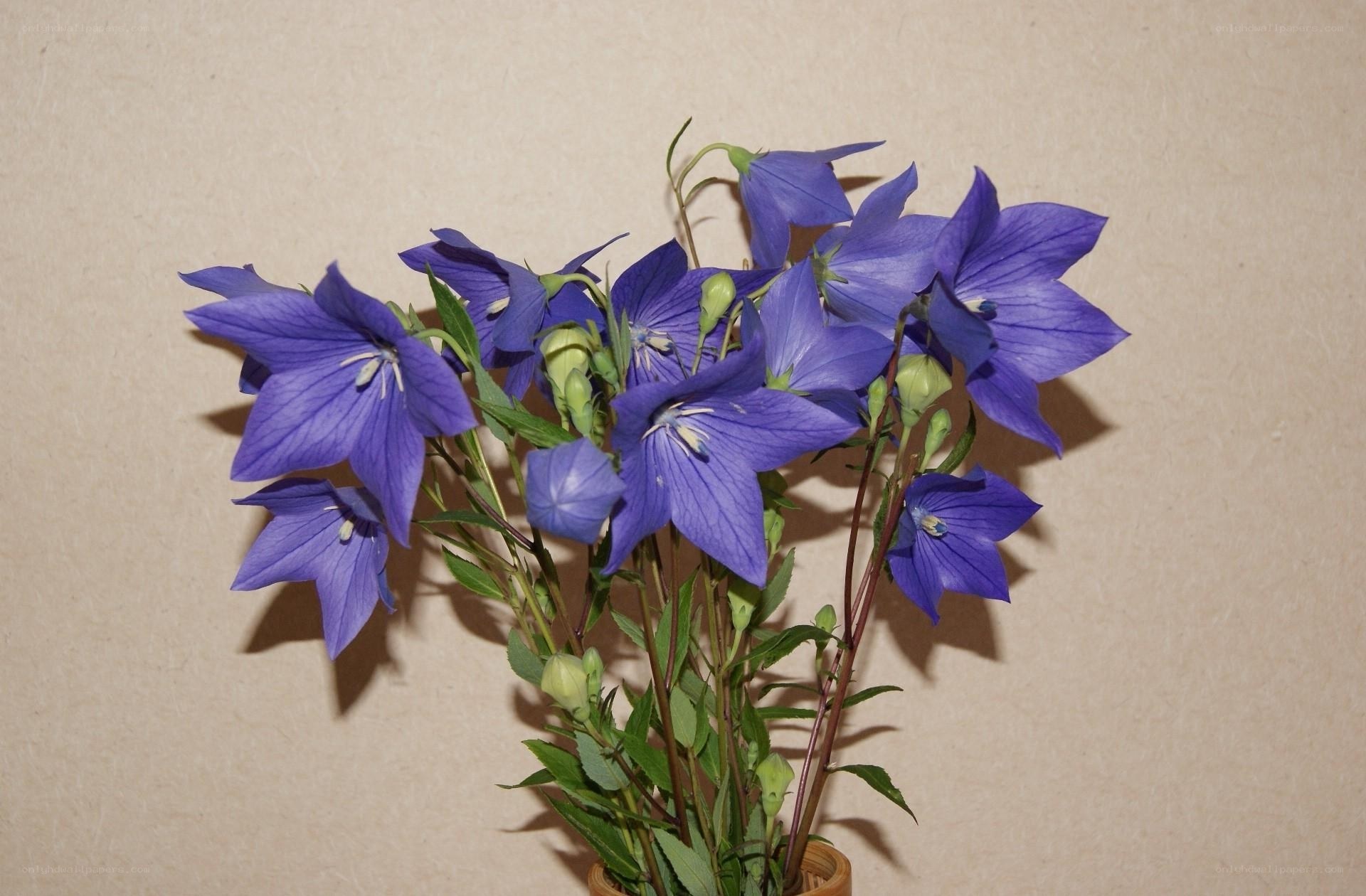 blue bellflowers in a vase