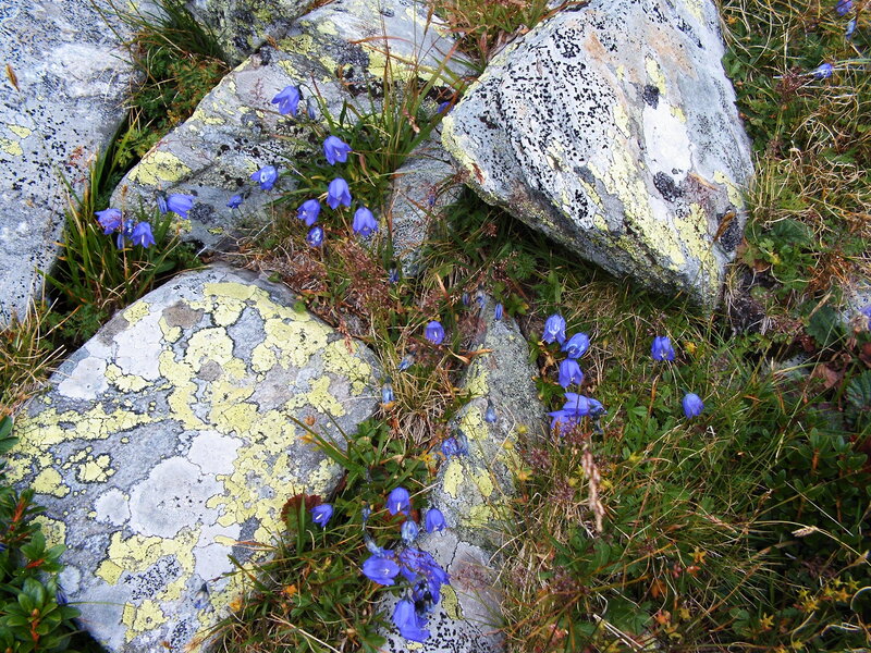 Blue Bellflowers on Rocks