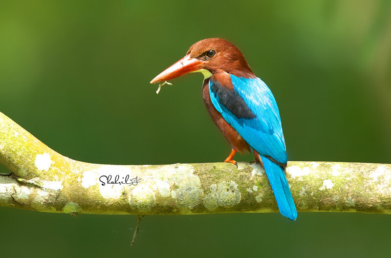 Blue-bellied Kingfisher — Blue, Natural