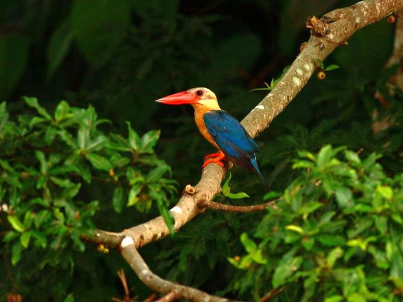 Blue-bellied Kingfisher — Blue