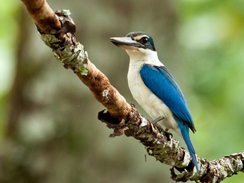 Blue-bellied Kingfisher
