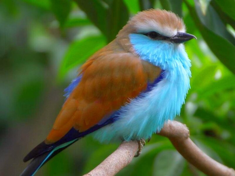 Blue-bellied Roller Bird — Blue